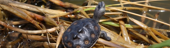 A terrapin turtle.