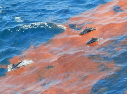 Dolphins swimming through oiled water.