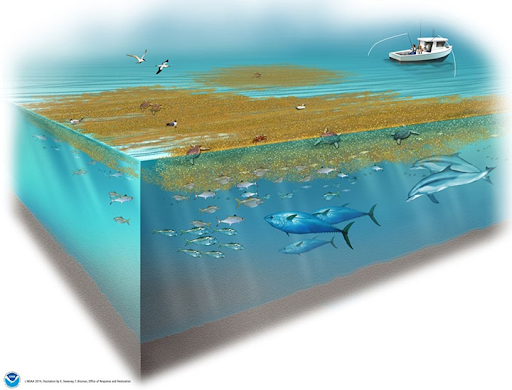A graphic depicting a healthy sargassum ecosystem.