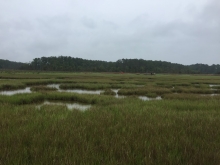 A marshland area. 