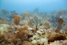 An underwater image of corals.