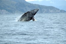 A gray whale emerging from the water. 