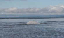 A beluga whale seen breaking the surface of the water. 