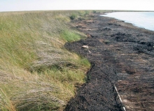 Heavily oiled marsh shoreline.