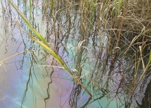 An oil sheen in a marsh. 
