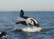 An orca breaching the water. 