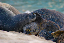 A seal and a sea turtle on a beach. 