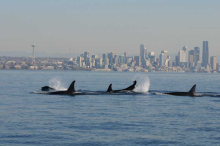 Orcas in water with a city skyline in the background.