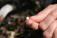 A microplastic on a person's finger.