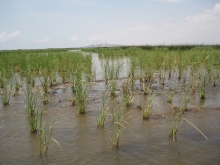 A landscape shot of marshland. 