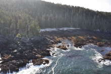 An aerial view of a rocky, tree-lined shoreline.