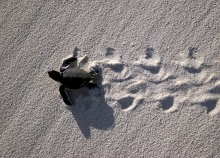A baby turtle on a sandy beach. 