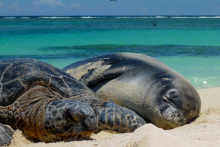 A seal and a sea turtle on a beach.