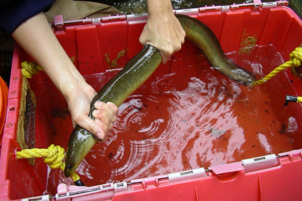 A person holding an eel in a bin filled with water.