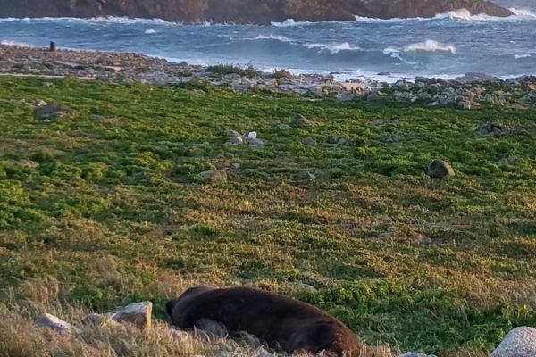 A seal on a green beach.