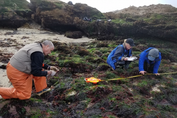 Three people examining a rocky intertidal area. 