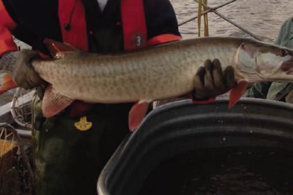 A person holding a Muskellunge fish out of water.