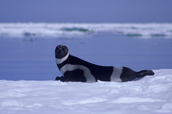 A ringed seal. 