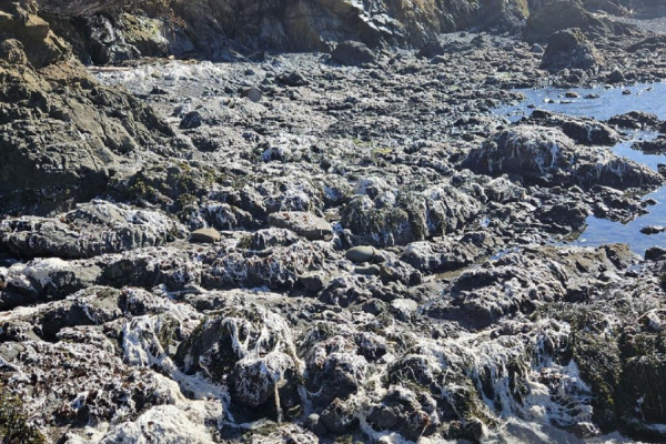 Cotton covering the shoreline.