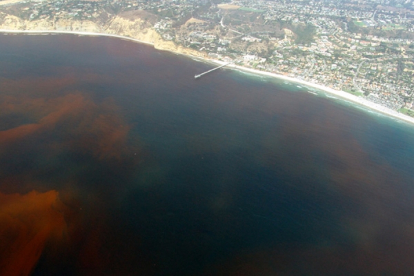 An aerial view of a cloudy red substance in water.